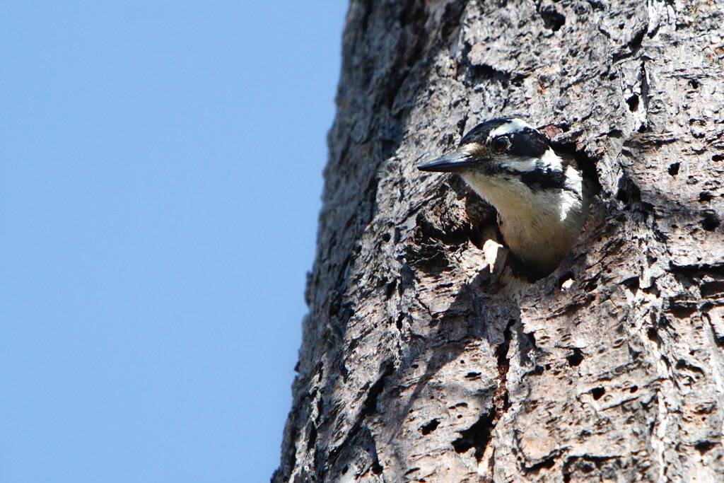 Female Hairy Woodpecker in nest hole by Alan Vernon. is licensed under CC BY-NC-SA 2.0